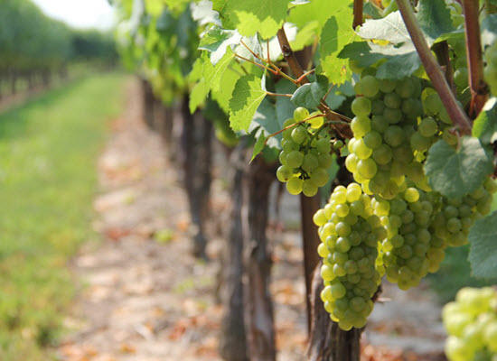 4 winery